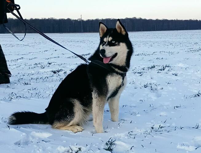 Szczeniaczki Siberian husky z elitarnym rodowodem