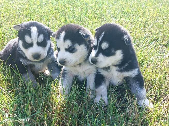 Szczeniaczki Siberian husky z elitarnym rodowodem