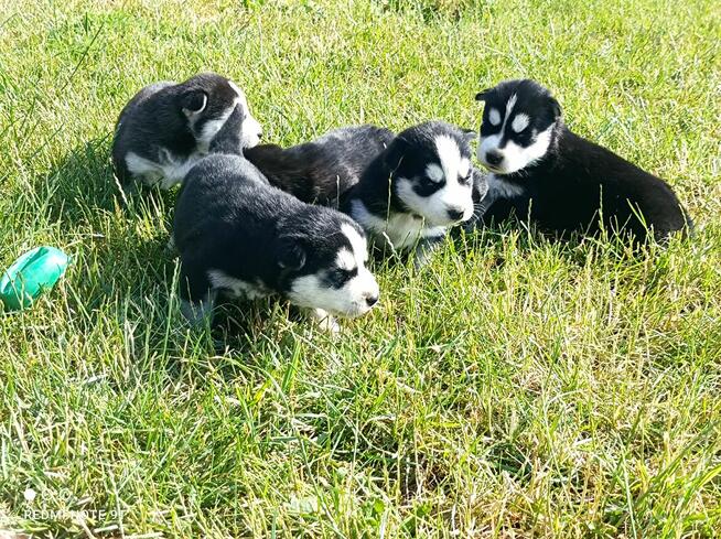 Szczeniaczki Siberian husky z elitarnym rodowodem