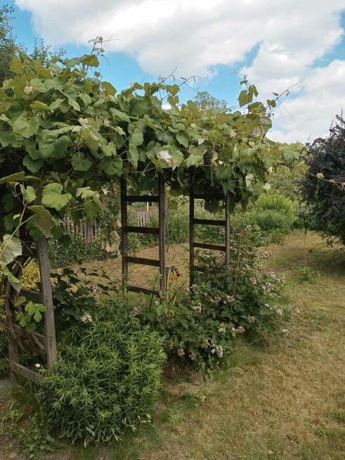 Sielska działka na Ogródkach Działkowych Zielona Polana