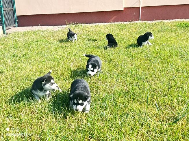 Szczeniaczki Siberian husky z elitarnym rodowodem