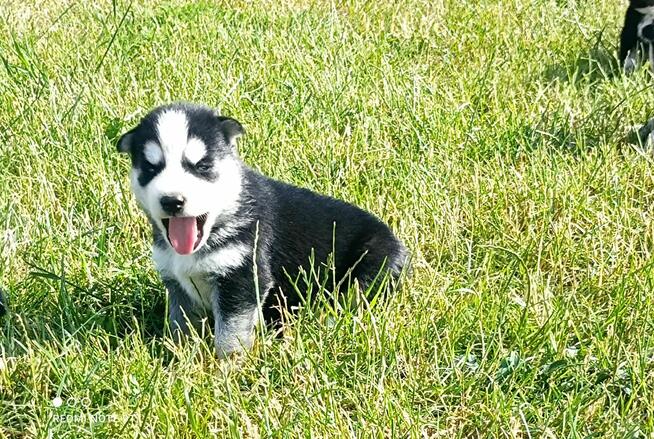Szczeniaczki Siberian husky z elitarnym rodowodem