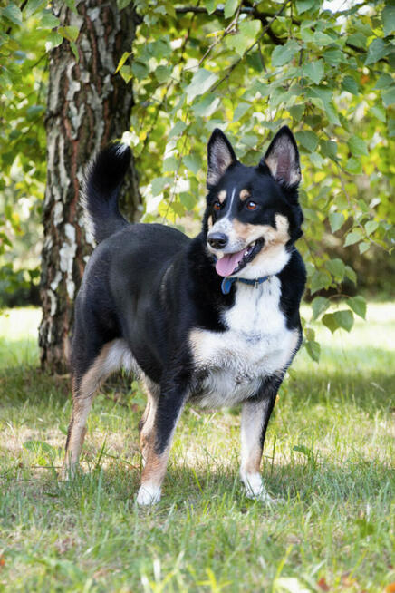 Moli szuka domu, suczka, młoda, w typie border collie