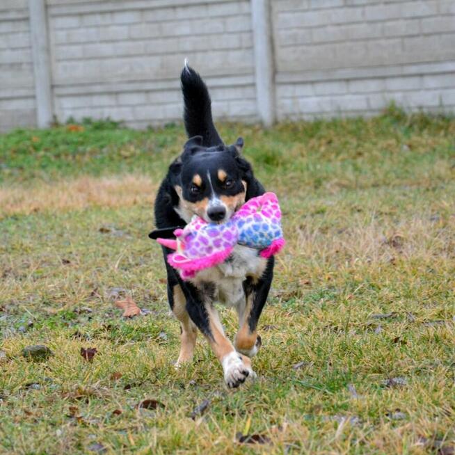 Moli szuka domu, suczka, młoda, w typie border collie
