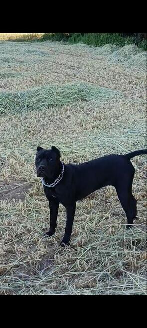 Suczka rasy Bandog