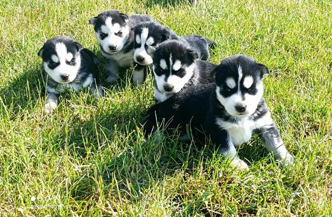 Szczeniaczki Siberian husky z elitarnym rodowodem