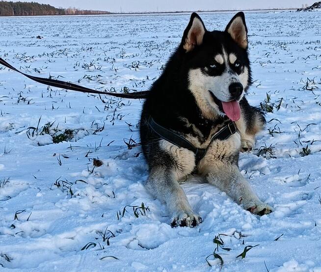 Szczeniaczki Siberian husky z elitarnym rodowodem
