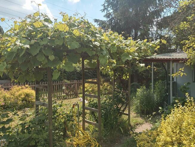 Sielska działka na Ogródkach Działkowych Zielona Polana