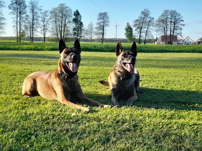 Szkolenia Psów, Psie Przedszkole