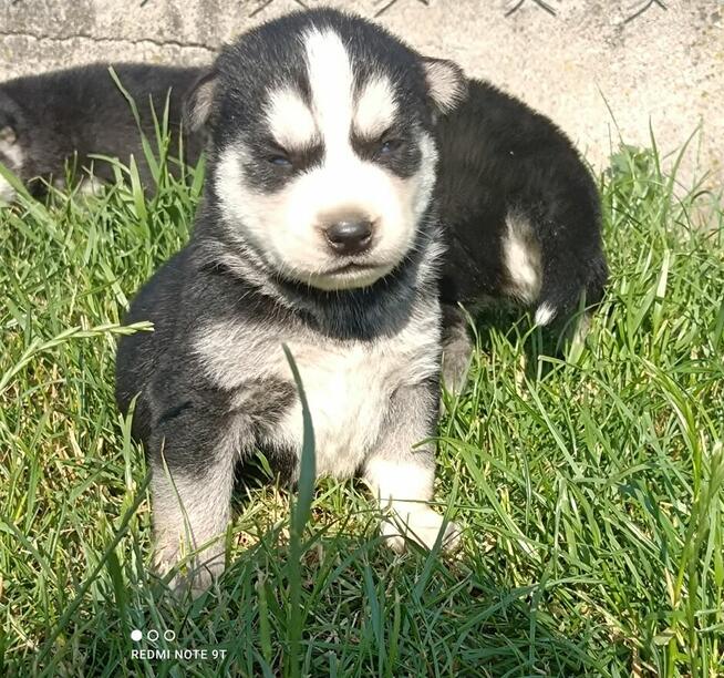 Szczeniaczki Siberian husky z elitarnym rodowodem