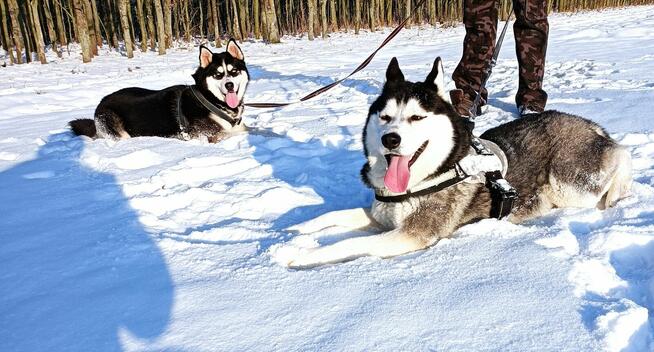 Szczeniaczki Siberian husky z elitarnym rodowodem