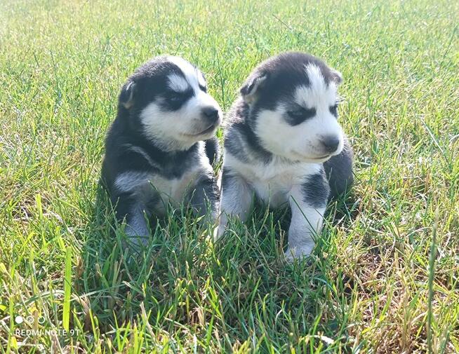 Szczeniaczki Siberian husky z elitarnym rodowodem