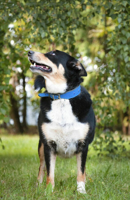 Moli szuka domu, suczka, młoda, w typie border collie