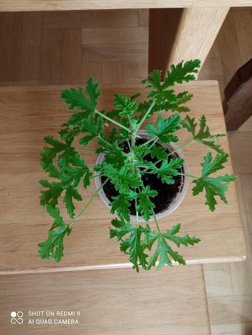 Geranium pachnące cytrynką