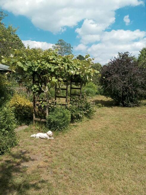 Sielska działka na Ogródkach Działkowych Zielona Polana