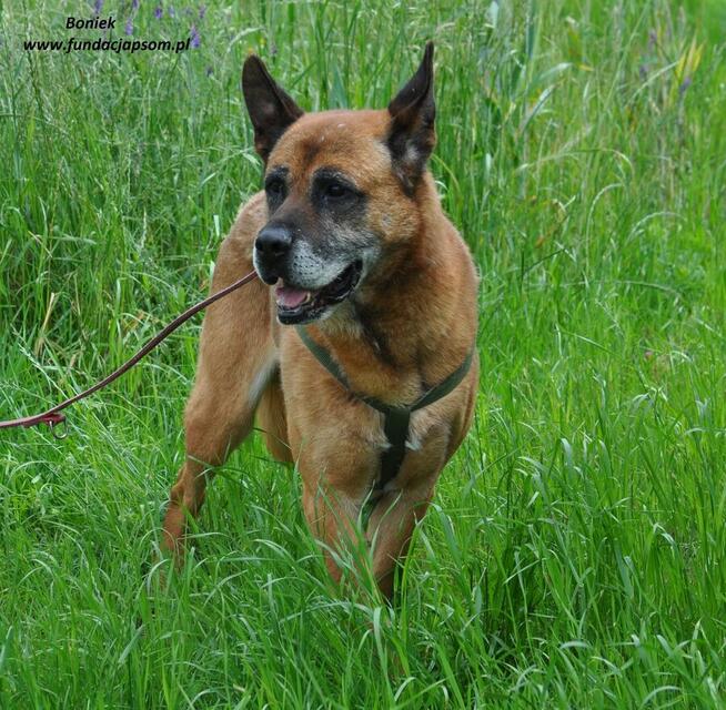 Boniek spokojny senior