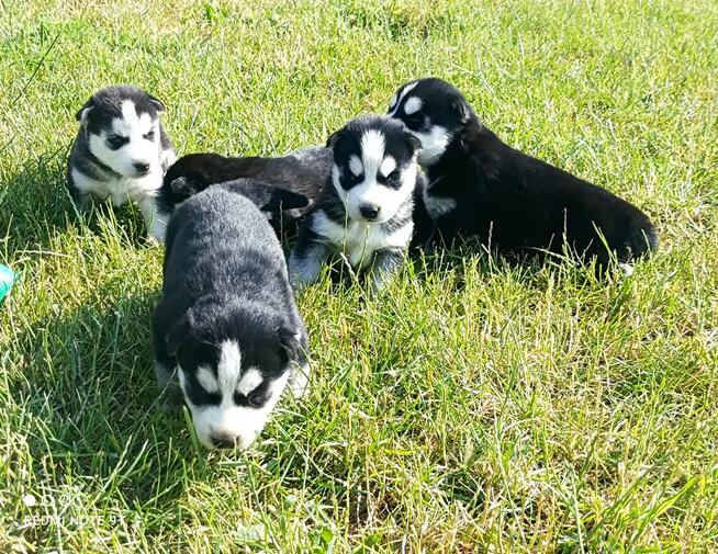 Szczeniaczki Siberian husky z elitarnym rodowodem