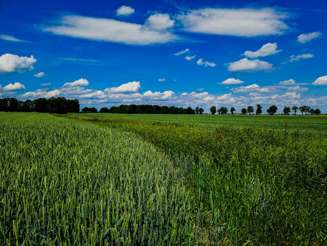 Dzialki rolne, leśne