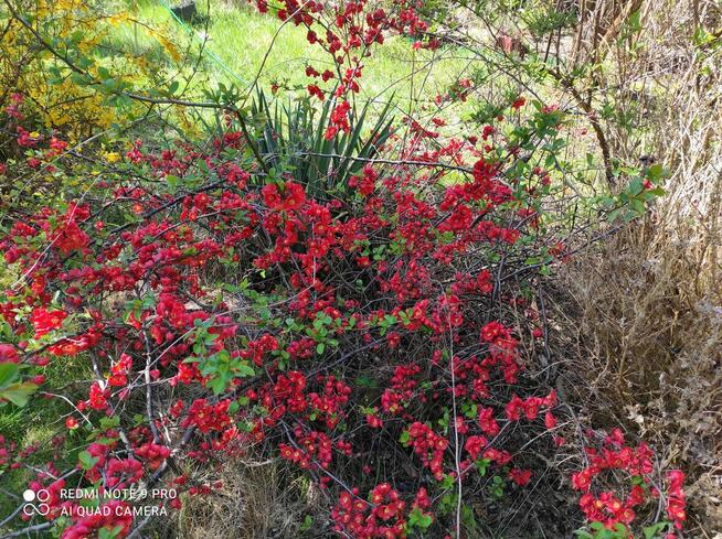 Sprzedam działkę rekreacyjna ROD Pod Lipami Poznań