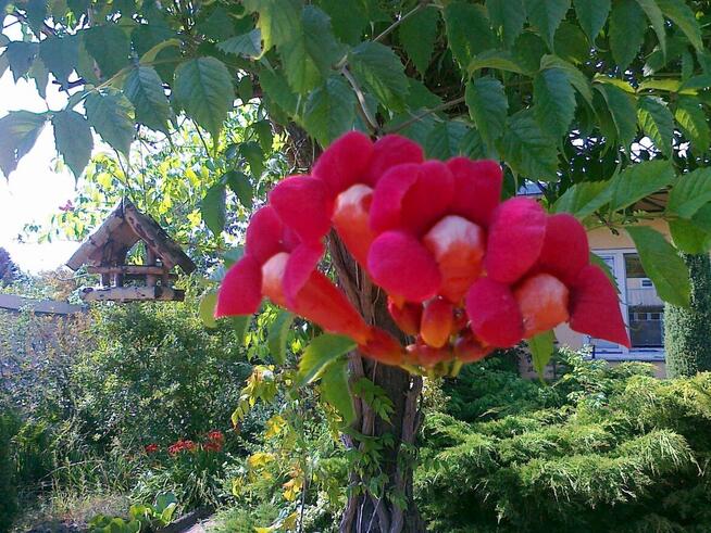 Sprzedam działkę rekreacyjna ROD Pod Lipami Poznań