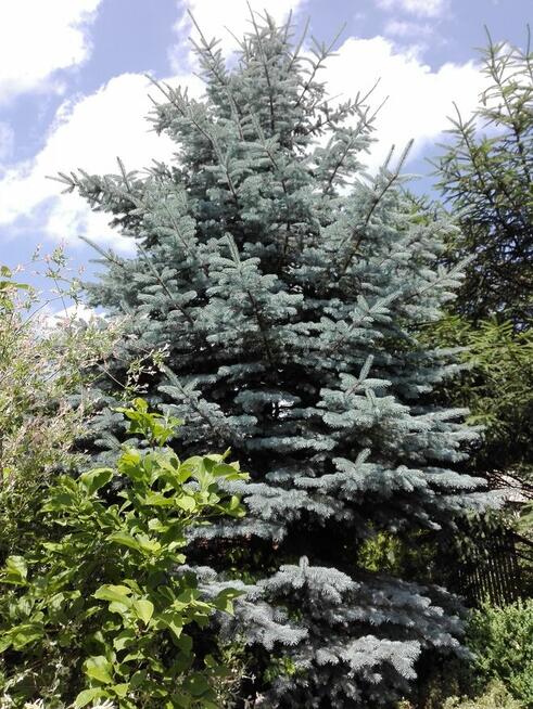 Sprzedam działkę rekreacyjna ROD Pod Lipami Poznań