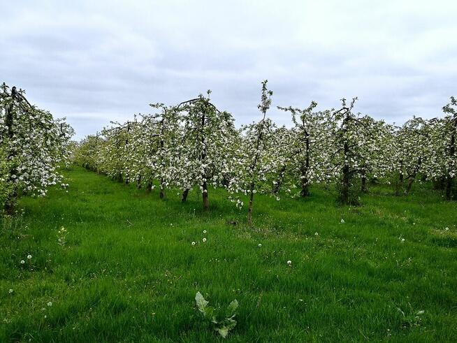 Fartuchy dla sprzątaczek najtaniej tel.515514800