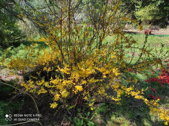 Sprzedam działkę rekreacyjna ROD Pod Lipami Poznań