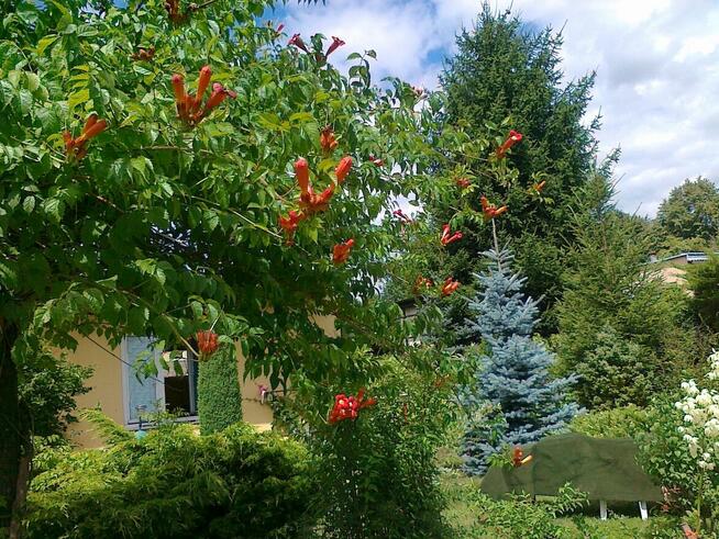 Sprzedam działkę rekreacyjna ROD Pod Lipami Poznań