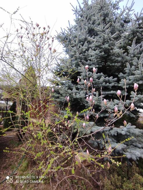 Sprzedam działkę rekreacyjna ROD Pod Lipami Poznań