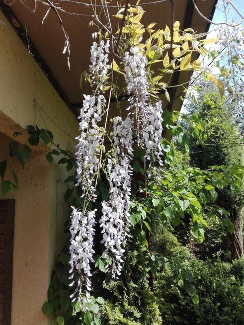 Sprzedam działkę rekreacyjna ROD Pod Lipami Poznań