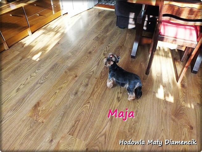 Yorkshire Terrier York Maja z Rodowodem do Najlepszego domku