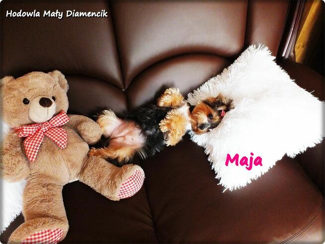 Yorkshire Terrier York Maja z Rodowodem do Najlepszego domku