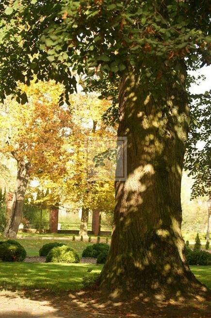 Lokal użytkowy Stęszew