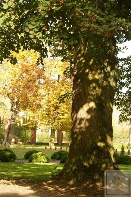 Lokal użytkowy Stęszew