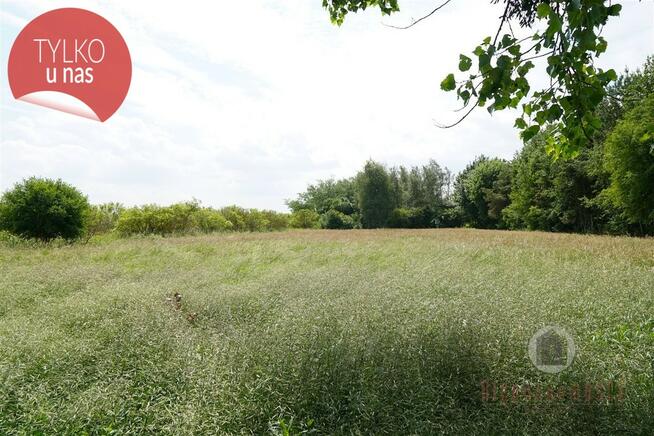 Grunt rolny, częściowo zadrzewiony - Stare Kurowo