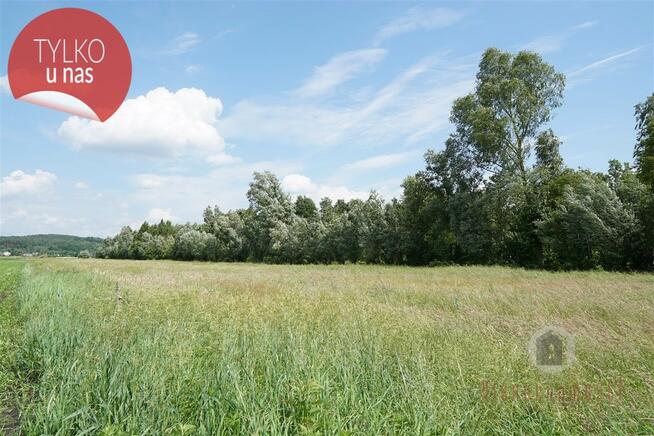 Grunt rolny, częściowo zadrzewiony - Stare Kurowo