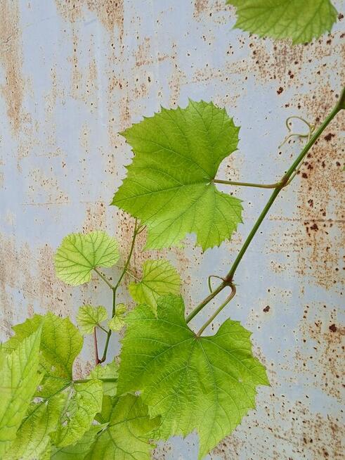 Winorośli Nero w doniczkach Okazja Gorąco Polecam