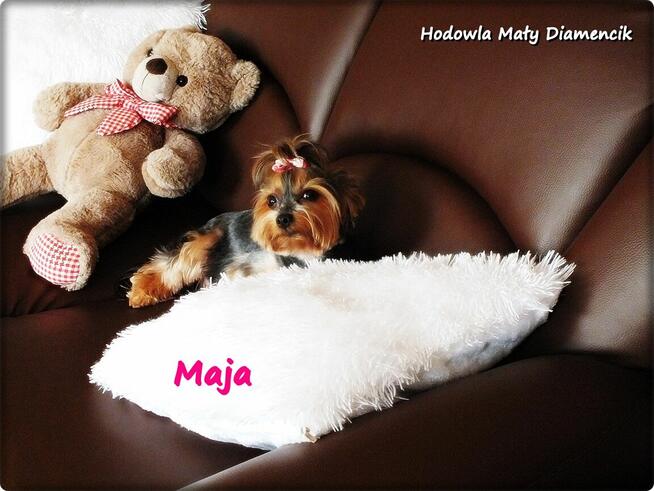 Yorkshire Terrier York Maja z Rodowodem do Najlepszego domku