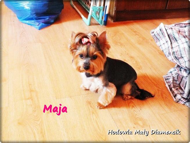 Yorkshire Terrier York Maja z Rodowodem do Najlepszego domku