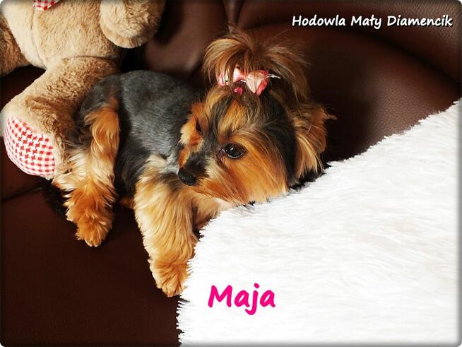 Yorkshire Terrier York Maja z Rodowodem do Najlepszego domku