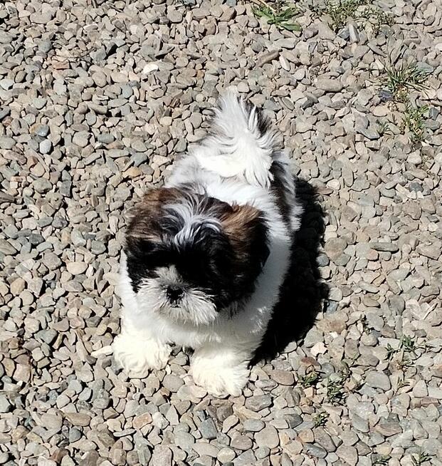 Shih tzu szczeniaki