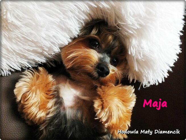 Yorkshire Terrier York Maja z Rodowodem do Najlepszego domku