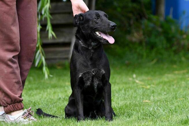 Angus szuka domu, pies, młody