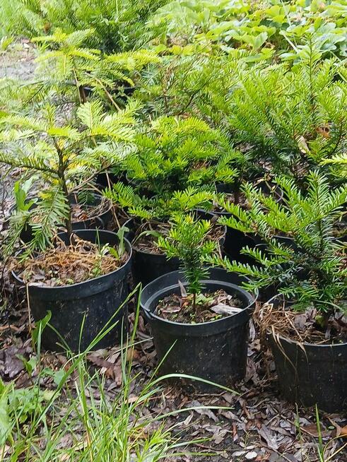 Drzewka Iglaki w doniczkach Gorąco Polecam