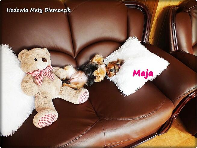 Yorkshire Terrier York Maja z Rodowodem do Najlepszego domku