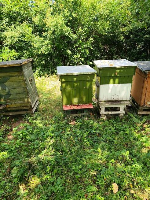 Pszczoły rodziny - sprzedam