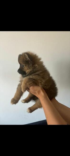 Sprzedam szpic miniaturowy Pomeranian