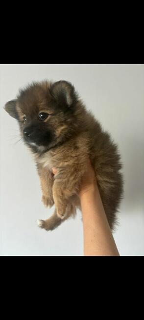 Sprzedam szpic miniaturowy Pomeranian