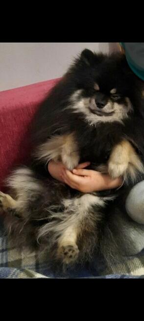 Sprzedam szpic miniaturowy Pomeranian