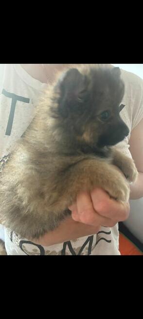 Sprzedam szpic miniaturowy Pomeranian